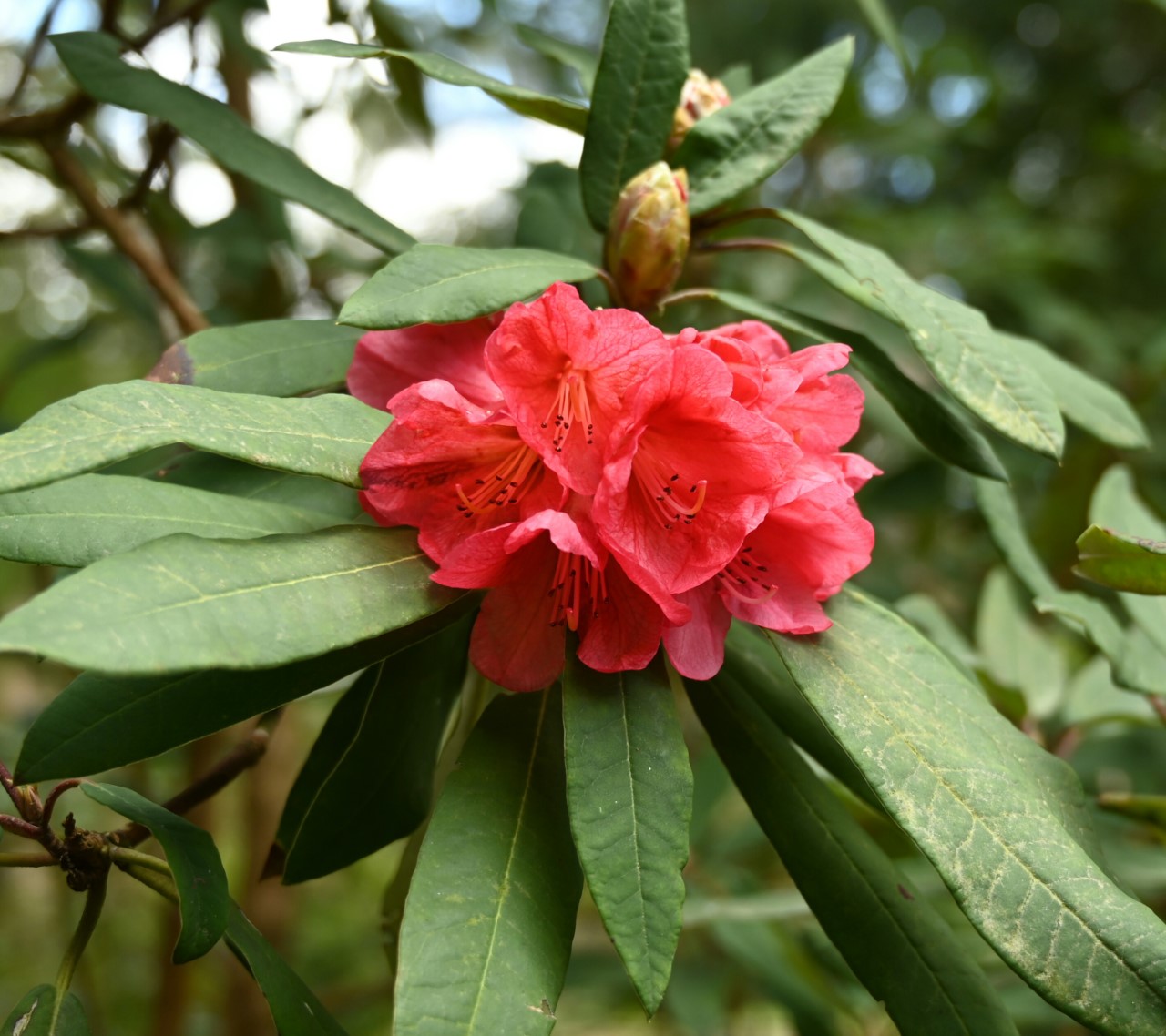 'Red Brocade'